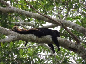 Aap tijdens Rondreis Peru 4 weken Puerto Maldonado jungle