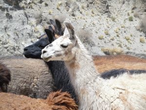 Lama tijdens de Rondreis Peru 4 weken