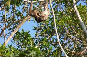 14 daagse rondreis Peru met luiaard in de Amazone