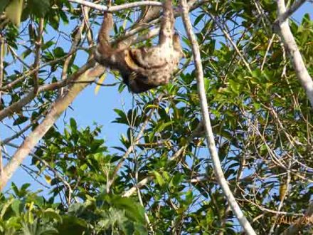 14 daagse rondreis Peru met luiaard in de Amazone