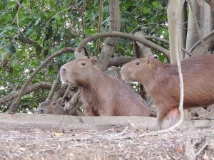 Peru rondreis 3 weken Capibara tijdens 3 weken Peru