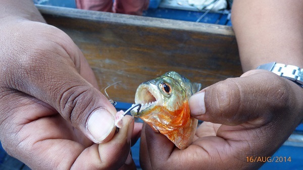 Rurrenbaque jungle fishing Piranna