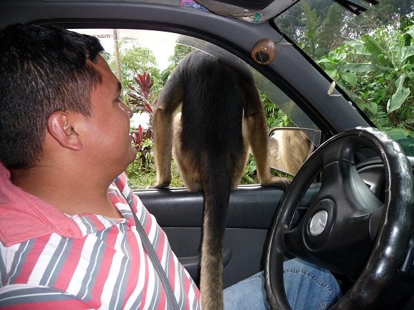 Rurrenbaque pampus Aap in auto
