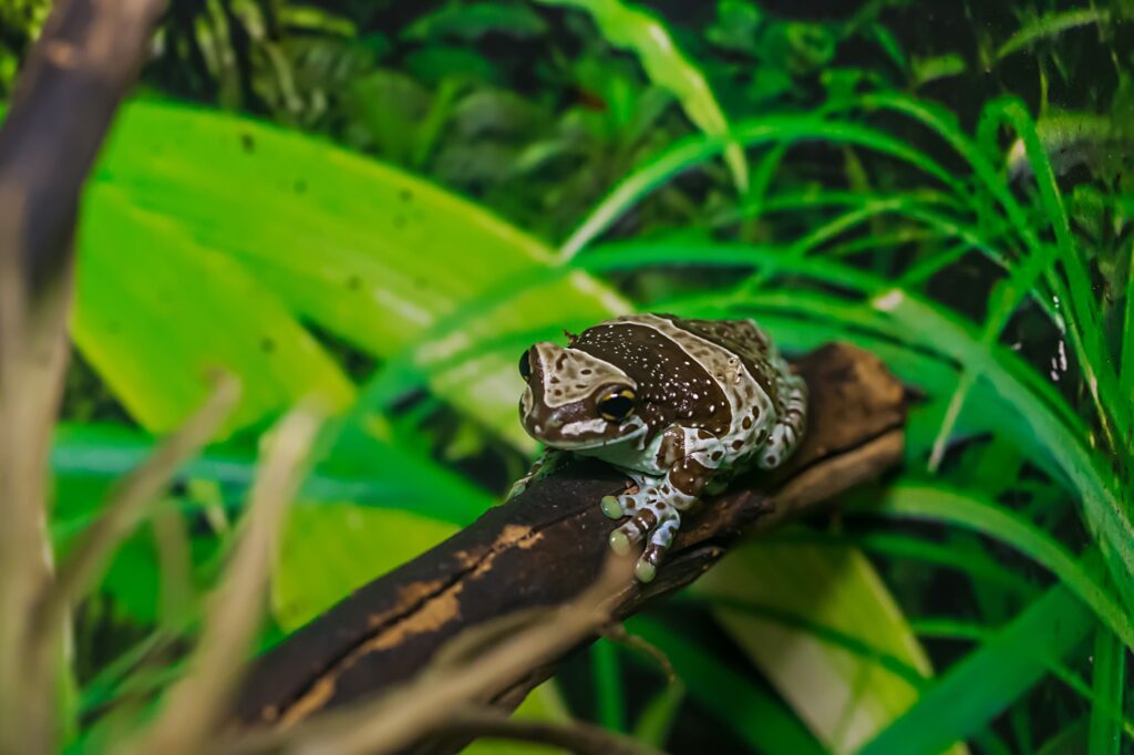 Amazon milk frog