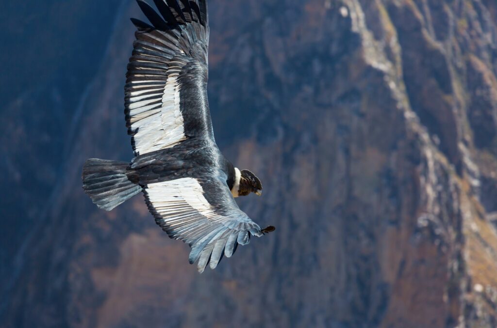 Condor