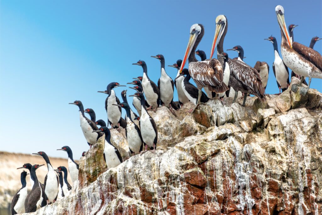 Pelicans and Cormorants